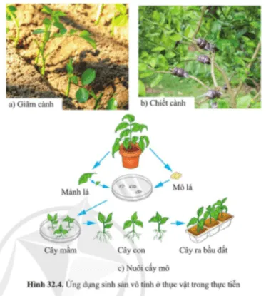 Quan sát hình 32.4, giải thích vì sao giâm cành, chiết cành, nuôi cấy mô là những biện pháp nhân nhanh giống Cau Hoi 7 Trang 150 Khtn 7 Canh Dieu 111