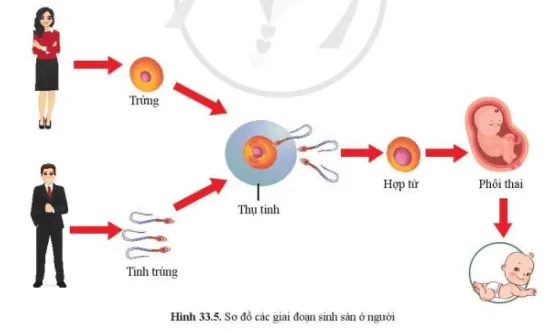 Quan sát hình 33.5, nêu các giai đoạn của quá trình sinh sinh sản ở người Cau Hoi 8 Trang 154 Khtn 7 Canh Dieu 111