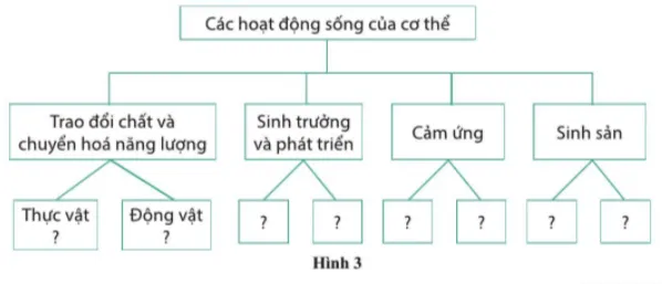 Vẽ sơ đồ khái quát các hoạt động sống của cơ thể ở thực vật và động vật Cau Hoi 8 Trang 165 Khtn 7 Canh Dieu 111