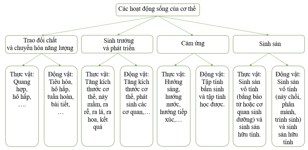 Vẽ sơ đồ khái quát các hoạt động sống của cơ thể ở thực vật và động vật Cau Hoi 8 Trang 165 Khtn 7 Canh Dieu 112