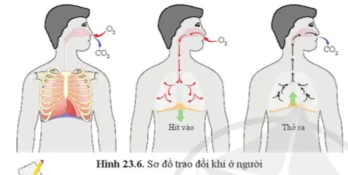 Quan sát hình 23.6, mô tả con đường đi của khí qua các cơ quan của hệ hô hấp Cau Hoi 9 Trang 111 Khtn 7 Canh Dieu 111