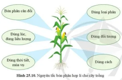 Quan sát hình 25.10, nêu nguyên tắc bón phân hợp lí cho cây trồng? Cau Hoi 9 Trang 121 Khtn 7 Canh Dieu 111