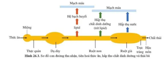 Quan sát hình 26.3, phân biệt các giai đoạn: thu nhận, tiêu hoá thức ăn Luyen Tap 1 Trang 125 Khtn 7 Canh Dieu 111