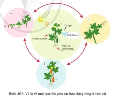 Quan sát hình 35.3, cho biết các hình a, b, c, d thể hiện hoạt động sống nào Luyen Tap 1 Trang 162 Khtn 7 Canh Dieu 111