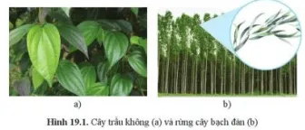 Quan sát hình 19.2, cho biết cây nào ưa ánh sáng mạnh và cây nào ưa ánh sáng yếu? Luyen Tap 1 Trang 93 Khtn 7 Canh Dieu 111