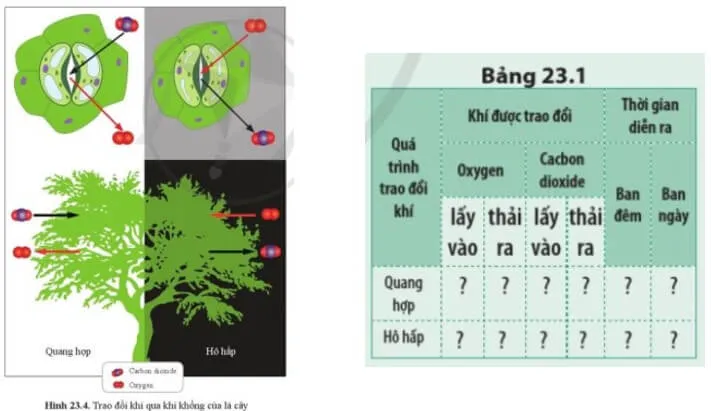 Quan sát hình 23.4, cho biết quá trình trao đổi khí trong quang hợp và hô hấp của thực vật Luyen Tap 2 Trang 109 Khtn 7 Canh Dieu 111