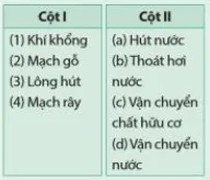 Ghép mỗi cấu trúc (ở cột I) với chức năng (ở cột II) cho phù hợp Luyen Tap 2 Trang 117 Khtn 7 Canh Dieu 111