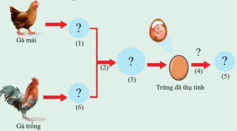 Cho các từ, cụm từ: trứng, gà con, ấp trứng, thụ tinh, tinh trùng, hợp tử Luyen Tap 5 Trang 155 Khtn 7 Canh Dieu 111