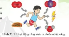 Quan sát hình 21.1 và cho biết vì sao khi chạy cần nhiều khí oxygen và glucose Mo Dau Trang 101 Bai 21 Khtn 7 Ctst 111