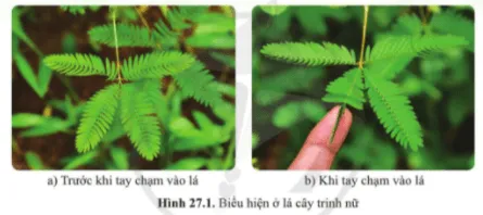 Em có nhận xét gì khi quan sát lá cây trinh nữ ở hình 27.1a và hình 27.1b? Mo Dau Trang 129 Bai 27 Khtn 7 Ctst 111