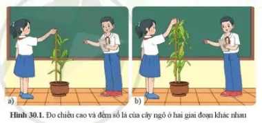 Quan sát hình 30.1, nêu mục đích hoạt động đo chiều cao và đếm số lá cây ngô Mo Dau Trang 140 Bai 30 Khtn 7 Ctst 111