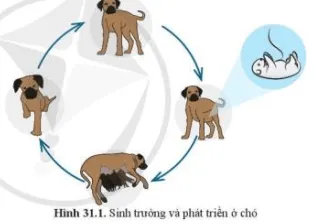 Quan sát hình 31.1, cho biết dấu hiệu nhận biết sự sinh trưởng và phát triển ở chó Mo Dau Trang 144 Bai 31 Khtn 7 Ctst 111