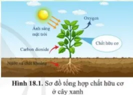 Quan sát hình 18.1, cho biết thực vật có thể tự tổng hợp chất hữu cơ từ những nguyên liệu nào Mo Dau Trang 90 Bai 18 Khtn 7 Ctst 111