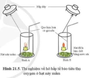 Vì sao lại sử dụng hạt nảy mầm? Thí nghiệm đã chứng minh được điều gì? Thao Luan 1 Trang 103 Khtn 7 Canh Dieu 111