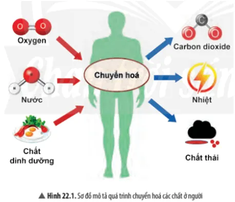 Quan sát Hình 22.1, em hãy cho biết: Cơ thể người lấy những chất gì từ môi trường Cau Hoi Thao Luan 1 Trang 105 Khtn 7 Chan Troi