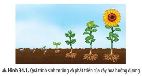 Quan sát Hình 34.1, em hãy nhận xét sự thay đổi về kích thước, hình thái Cau Hoi Thao Luan 1 Trang 155 Khtn 7 Chan Troi