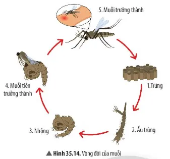 Quan sát Hình 35.14, hãy chỉ ra giai đoạn muỗi gây hại cho con nguời Cau Hoi Thao Luan 12 Trang 163 Khtn 7 Chan Troi