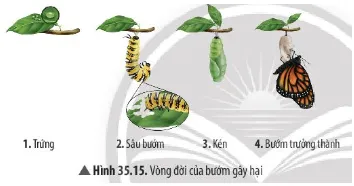 Trong Hình 35.15, giai đoạn nào trong vòng đời của bướm có khả năng phá hoại mùa màng? Cau Hoi Thao Luan 13 Trang 163 Khtn 7 Chan Troi