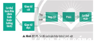 Quan sát Hình 37.11, hãy nhận xét sự hình thành cơ thể mới Cau Hoi Thao Luan 13 Trang 170 Khtn 7 Chan Troi