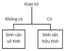 Vẽ và hoàn thành sơ đồ sau để phân biệt sinh sản vô tính và sinh sản hữu tính Cau Hoi Thao Luan 14 Trang 170 Khtn 7 Chan Troi 1