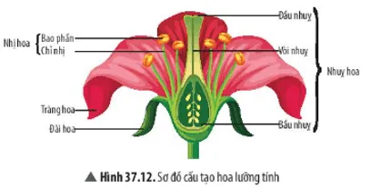 Quan sát Hình 37.12, nêu các bộ phận của hoa Cau Hoi Thao Luan 16 Trang 170 Khtn 7 Chan Troi