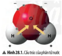 Quan sát Hình 28.1, em hãy mô tả cấu trúc của phân tử nước Cau Hoi Thao Luan 2 Trang 128 Khtn 7 Chan Troi