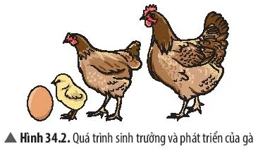Quan sát Hình 34.2 và cho biết dấu hiệu sự sinh trưởng, sự phát triển của gà Cau Hoi Thao Luan 2 Trang 156 Khtn 7 Chan Troi