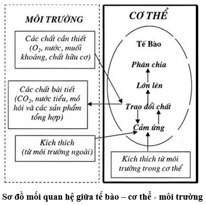 Vẽ sơ đồ về mối quan hệ giữa tế bào/ cơ thể - môi trường đối với cơ thể đơn bào Cau Hoi Thao Luan 2 Trang 180 Khtn 7 Chan Troi