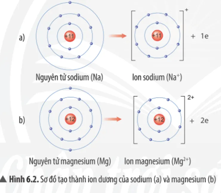 Quan sát Hình 6.2, em hãy mô tả sự tạo thành ion sodium, ion magnesium Cau Hoi Thao Luan 2 Trang 38 Khtn 7 Chan Troi 133666