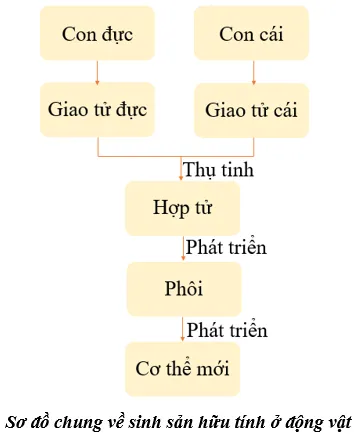 Quan sát Hình 37.17 và 37.18, vẽ sơ đồ chung về sinh sản hữu tính ở động vật Cau Hoi Thao Luan 22 Trang 172 Khtn 7 Chan Troi 1