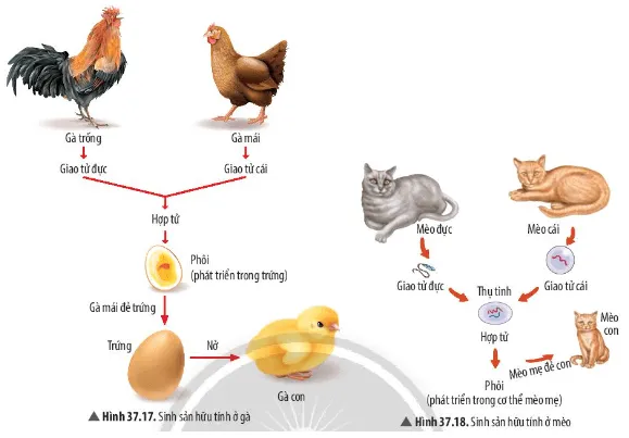 Quan sát Hình 37.17 và 37.18, vẽ sơ đồ chung về sinh sản hữu tính ở động vật Cau Hoi Thao Luan 22 Trang 172 Khtn 7 Chan Troi
