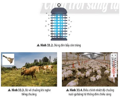 Quan sát Hình 33.2, 33.3, 33.4, hãy nêu một số ví dụ ứng dụng tập tính ở động vật trong chăn nuôi Cau Hoi Thao Luan 3 Trang 152 Khtn 7 Chan Troi