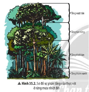 Quan sát Hình 35.2, cho biết ý nghĩa của sự phân tầng của thực vật trong rừng mưa nhiệt đới Cau Hoi Thao Luan 3 Trang 160 Khtn 7 Chan Troi