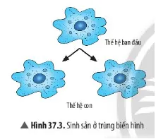 Quan sát Hình 37.3 và trả lời yêu cầu 3, 4 Cau Hoi Thao Luan 3 Trang 167 Khtn 7 Chan Troi