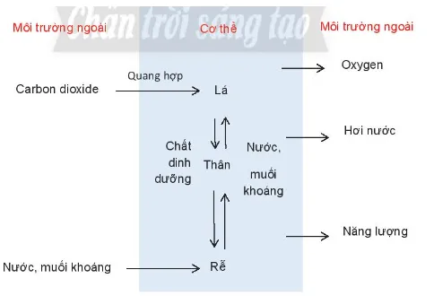 Quan sát Hình 39.2, hãy nêu mối quan hệ giữa tế bào – cơ thể – môi trường thông qua hoạt động Cau Hoi Thao Luan 3 Trang 180 Khtn 7 Chan Troi 1
