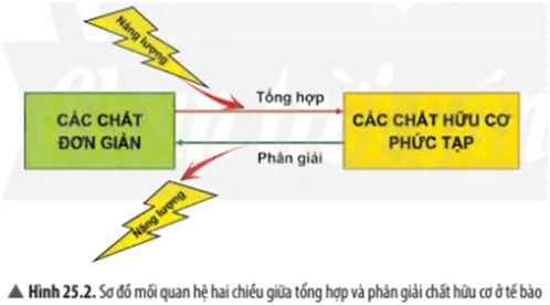 Quan sát Hình 25.2, hãy cho biết quá trình tổng hợp và phân giải chất hữu cơ trong tế bào Cau Hoi Thao Luan 4 Trang 117 Khtn 7 Chan Troi