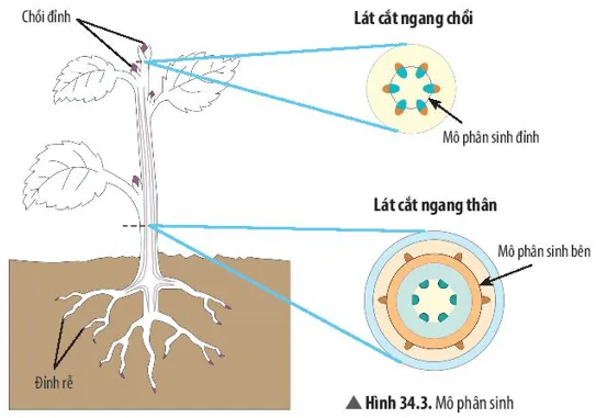 Quan sát Hình 34.3 và cho biết mô phân sinh đỉnh và mô phân sinh Cau Hoi Thao Luan 4 Trang 156 Khtn 7 Chan Troi