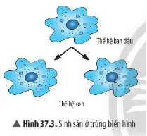 Quan sát Hình 37.3 và trả lời yêu cầu 3, 4: Ở trùng biến hình, trong sinh sản có sự kết hợp Cau Hoi Thao Luan 4 Trang 167 Khtn 7 Chan Troi