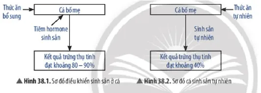 Quan sát Hình 38.1, hãy cho biết con người đã điều hòa, điều khiển sinh sản ở sinh vật như thế nào Cau Hoi Thao Luan 4 Trang 176 Khtn 7 Chan Troi