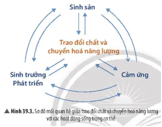 Quan sát Hình 39.3, hãy mô tả mối quan hệ giữa các hoạt động sống trong cơ thể Cau Hoi Thao Luan 4 Trang 181 Khtn 7 Chan Troi