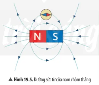 Hãy nhận xét về hình dạng đường sức từ Hình 19.5 Cau Hoi Thao Luan 5 Trang 96 Khtn 7 Chan Troi 133834