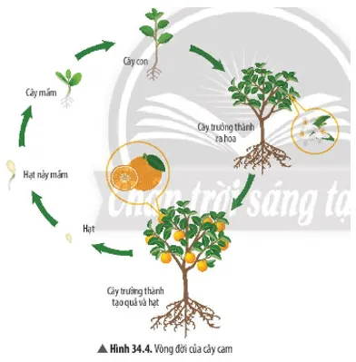Quan sát Hình 34.4, hãy kể tên các giai đoạn trong vòng đời của cây cam Cau Hoi Thao Luan 6 Trang 157 Khtn 7 Chan Troi