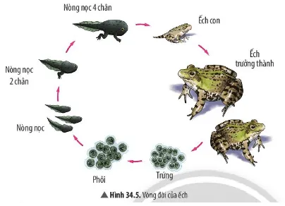 Quan sát Hình 34.5 và cho biết hình thái của ếch qua các giai đoạn có điểm gì đặc biệt Cau Hoi Thao Luan 7 Trang 157 Khtn 7 Chan Troi