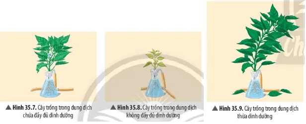 Quan sát Hình 35.7, 35.8, 35.9, cho biết sự khác nhau về hình thái giữa cây thiếu dinh dưỡng Cau Hoi Thao Luan 7 Trang 161 Khtn 7 Chan Troi