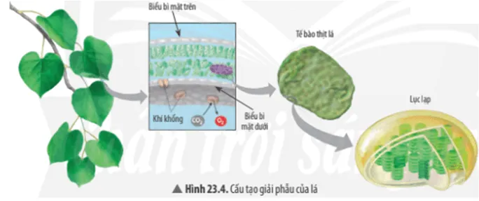Quan sát Hình 23.4, hãy cho biết: Bào quan lục lạp trong tế bào Cau Hoi Thao Luan 8 Trang 110 Khtn 7 Chan Troi