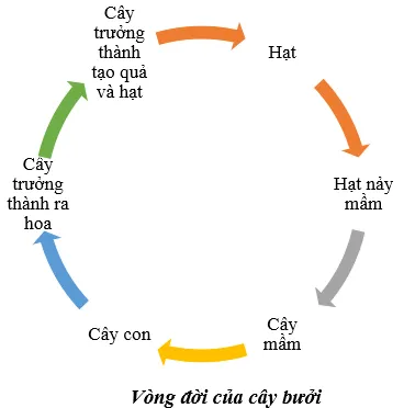 Hãy vẽ vòng đời của một cây có hoa mà em biết Luyen Tap Trang 157 Khtn 7 Chan Troi 1