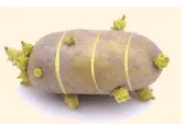 Nếu cắt từng lát cây khoai tây (thân củ) như hình bên cạnh Luyen Tap Trang 168 Khtn 7 Chan Troi