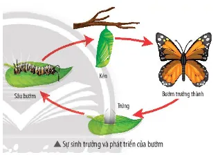 Quá trình sống của loài bướm trong hình bên trải qua nhiều giai đoạn Mo Dau Trang 155 Bai 34 Khtn 7 Ctst