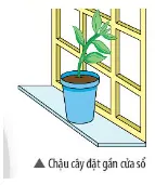 Khi trồng cây trong nhà hoặc các phòng làm việc, tại sao người ta thường đặt chậu cây Mo Dau Trang 159 Bai 35 Khtn 7 Ctst