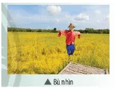 Em có biết vì sao người nông dân đặt bù nhìn trên đồng ruộng không Van Dung Trang 153 Khtn 7 Chan Troi